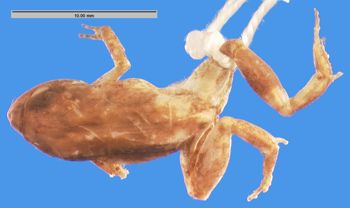 Media type: image; Herpetology A-23494
